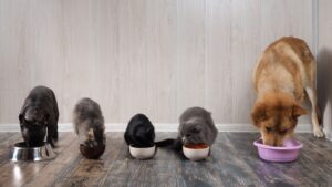 Dwa psy oraz 3 koty jedzące ze swoich misek